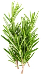 Fototapeta premium Fresh rosemary sprigs (2)