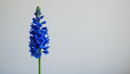 Vibrant Blue Flower with Delicate Petals Against Minimalist White Background