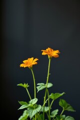Bright Orange Flowers with Green Leaves on Dark Background for Nature Photography