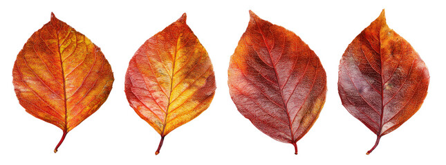 Obraz premium Four Autumn Leaves