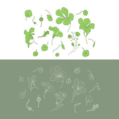 Nasturtium flowers isolated on grey and white background. Set with different nasturtium for your design. 