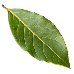 Several fresh laurel leaves used for seasoning isolated on a transparent background png