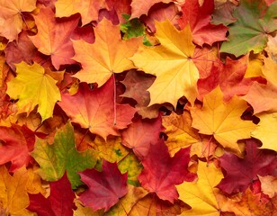 Fototapeta premium Vibrant autumn leaves carpet