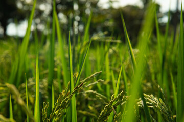 Healthy rice plants thrive in an expansive green field