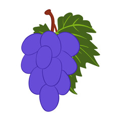Grapes in hand drawn style. Vector illustration isolated on white background