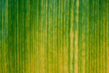 leaves texture, nature green background, environment pattern plant, tree fresh abstract organic