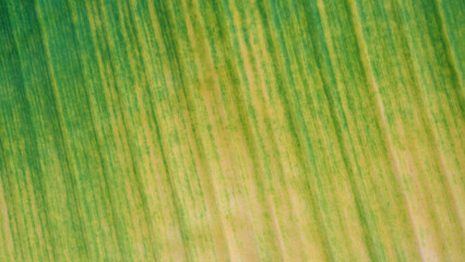 leaves texture, nature green background, environment pattern plant, tree fresh abstract organic