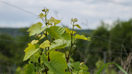 Vineyard grapevine with fresh leaves and young grape clusters
