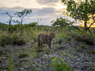 Independent Journey : Female Cat in a Vast Natural Landscape