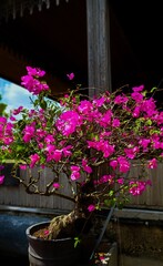 A bougainvillea bonsai with bright fuchsia flowers in a black pot, placed in the courtyard of a...