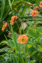 Delicate orange flowers bloom among lush green foliage, capturing the beauty of springtime serenity