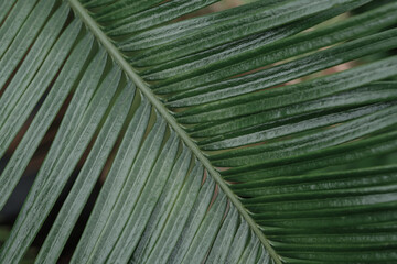 leaves texture, nature green background, environment pattern plant, tree fresh abstract organic