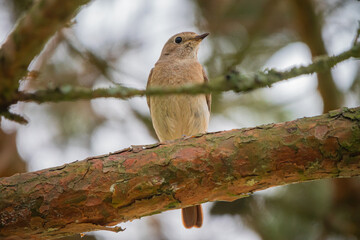 A small bird perches gracefully on a branch, showcasing its soft plumage in nature