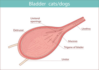 animal bladder vector illustration