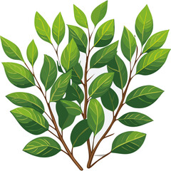 Fototapeta premium Eucalyptus branch with green leaves vector color illustration on isolated background.