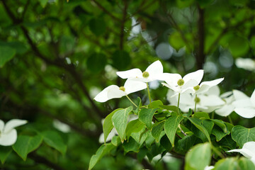 初夏に咲くヤマボウシの花