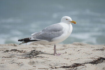 Obraz premium Seagull on the beach, Fire Island, NY