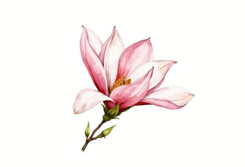 Fototapeta premium Pink magnolia flower illustration with white background 