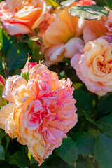 Fototapeta premium Peach and pink roses bloom in a lush garden, showcasing nature's beauty
