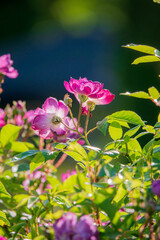 Obraz premium Lush garden of blooming pink roses in warm sunlight creates a vibrant atmosphere