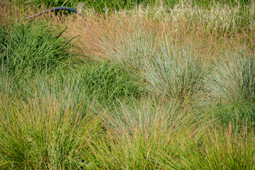 A vibrant meadow of waving grasses glows with bright green and golden hues in the sunlight