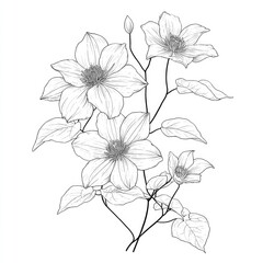 Delicate black-and-white line drawing of flowering plant