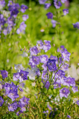 Purple bellflowers sway softly in a sunlit garden, showcasing nature's beauty