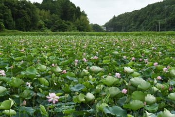 はす池