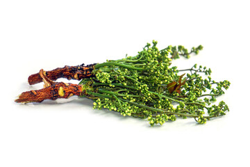 Siamese neem tree, Nim, Margosa, Quinine, (Azadirachta indica). A bouquet of neem flowers on a...