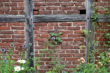 Old brick wall texture with green plants.