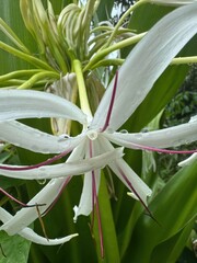Obraz premium White Spider Lily (Crinum asiaticum) with Raindrops