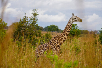 Giraffes Roaming the Serengeti Plains