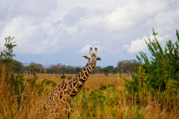 Giraffes Roaming the Serengeti