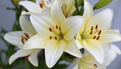 Naklejka premium Close-up of several white lilies