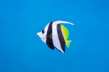 Striking Black, White, and Yellow Longfin Bannerfish in Blue Water. A Longfin Bannerfish (Heniochus acuminatus), with its distinctive black, white, and bright yellow markings, swims in clear water.