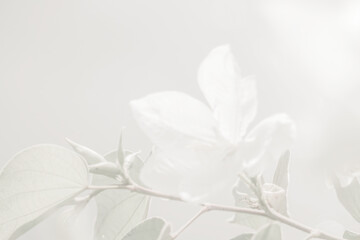Close up Bauhinia acuminata or white snowy orchid flower, beautiful flowers natural white other...