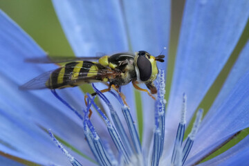Closeup on a Stripe-backed Fleckwing hoverfly, Dasysyrphus albostriatus on a blue wild cichoree...