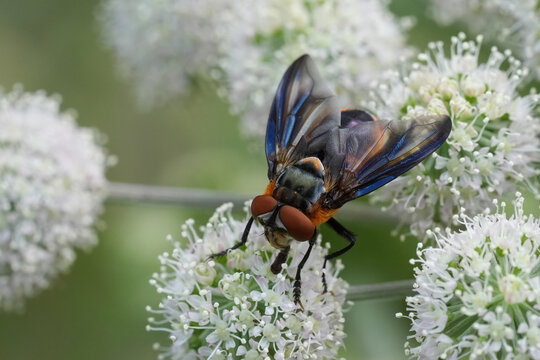 Closeup on a colorful European Tachinid fly , Phasia hemiptera which parasite hemipterans