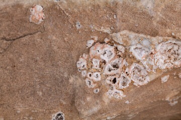 Chert  is a sedimentary rock. Kaibab Limestone / Kaibab Formation (Cisuralian). Harrisburg Member...