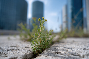 Wild herbs sprouting between concrete in urban setting