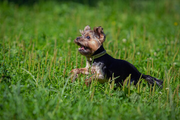 Cute portrait of a Yorkshire Terrier dog on a walk on a sunny day.