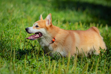 A Pembroke Welsh Corgi dog walks on the green grass in a summer park. The dog is smiling. Close-up.