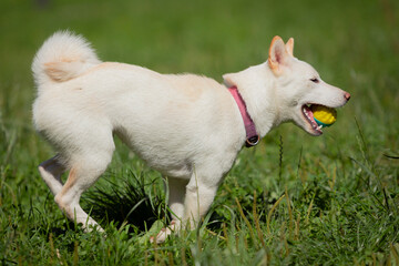 A dog of the Shiba Inu breed in close-up on a green meadow. The white dog Shiba Inu is playing in the park.