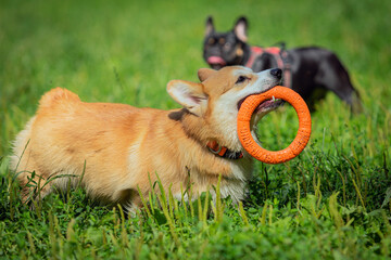 A Pembroke Welsh Corgi dog brings a ring in a summer park.Close-up.