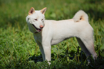 A dog of the Shiba Inu breed in close-up on a green meadow. The white dog Shiba Inu is playing in the park.