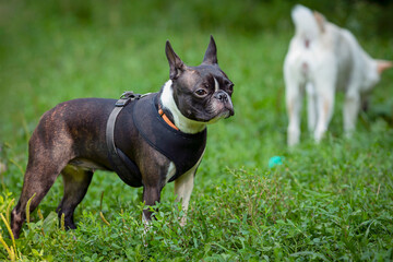 A dog of the Boston Terrier breed in close-up on a green meadow. The dog Boston Terrier is playing in the park.