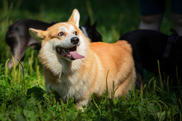 A Pembroke Welsh Corgi dog walks on the green grass in a summer park. The dog is smiling. Close-up.