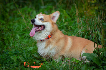 A Pembroke Welsh Corgi dog brings a ring in a summer park.Close-up.