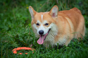 A Pembroke Welsh Corgi dog brings a ring in a summer park.Close-up.