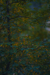 An abstract close-up of lush green foliage with hints of yellow and orange, perfect for nature, autumn, and botanical themes.